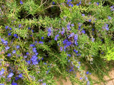 Çiğ biberiye ağacı ve küçük menekşe çiçekleri