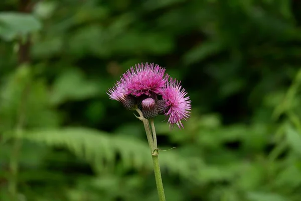 Flores Roxas Espinhosas Bardana Blooming Bardana Planta Medicinal Arctium Lappa — Fotografia de Stock