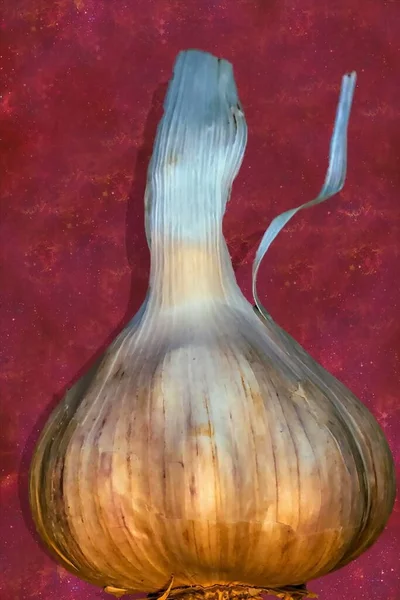 One Fresh Garlic Bulb Fantastic Background Selective Focus — Stock Photo, Image