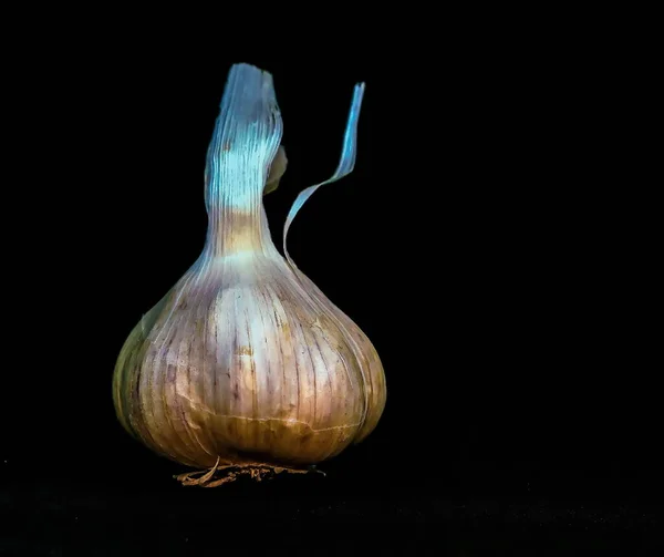 Bulbo Ajo Fresco Sobre Fondo Negro Enfoque Selectivo — Foto de Stock