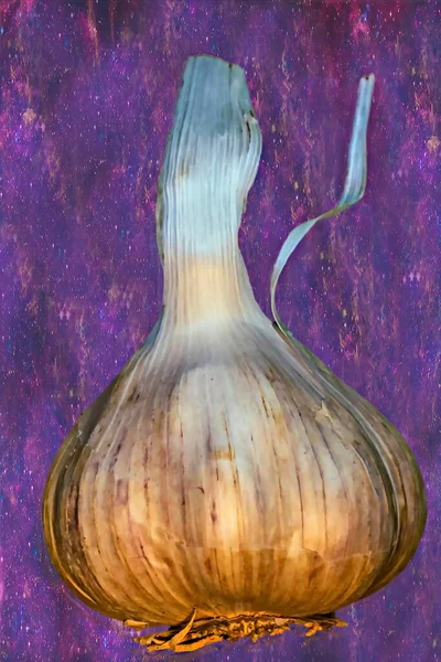 One Fresh Garlic Bulb Fantastic Background Selective Focus — Stock Photo, Image