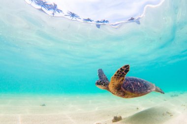 Hawaiian yeşil deniz kaplumbağası Hawaii Pasifik Okyanusu'nun sıcak sularında seyir