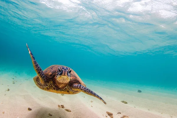 Гавайская Черепаха Зеленого Моря Теплых Водах Тихого Океана Гавайях — стоковое фото