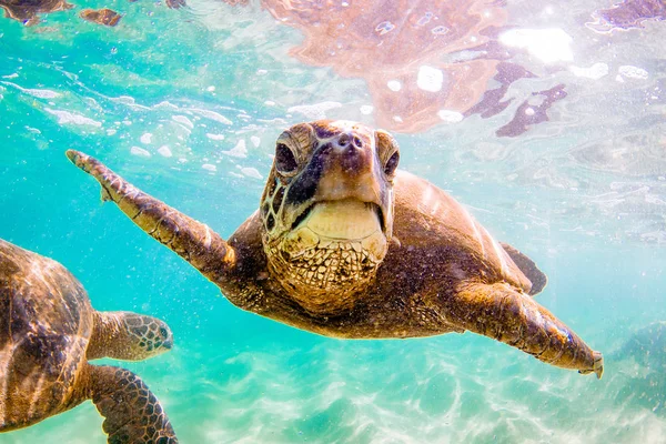 Uma Tartaruga Marinha Verde Havaiana Cruzando Nas Águas Quentes Oceano — Fotografia de Stock