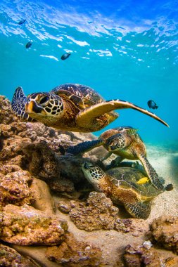 Hawaiian yeşil deniz kaplumbağası Hawaii sıcak sularında seyir
