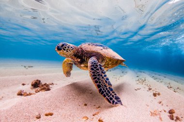 Hawaiian yeşil deniz kaplumbağası Hawaii sıcak sularında seyir