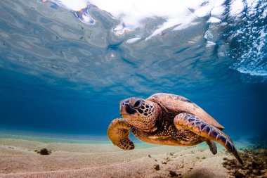Hawaiian yeşil deniz kaplumbağası Hawaii sıcak sularında seyir