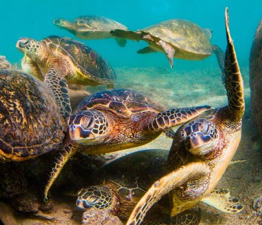 Hawaiian yeşil deniz kaplumbağası Hawaii Pasifik Okyanusu'nun sıcak sularında seyir