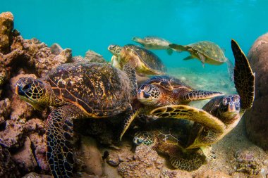 Hawaiian yeşil deniz kaplumbağası Hawaii Pasifik Okyanusu'nun sıcak sularında seyir