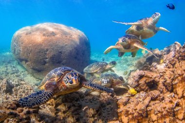 Hawaiian yeşil deniz kaplumbağası Hawaii Pasifik Okyanusu'nun sıcak sularında seyir