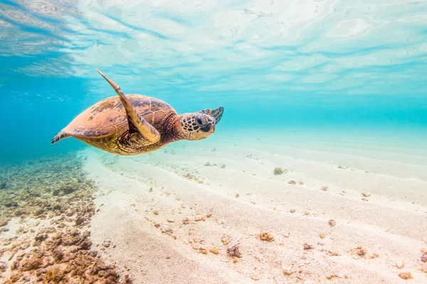 Hawaiian Green Sea Turtle Cruzeiro Nas Águas Quentes Havaí — Fotografia de Stock