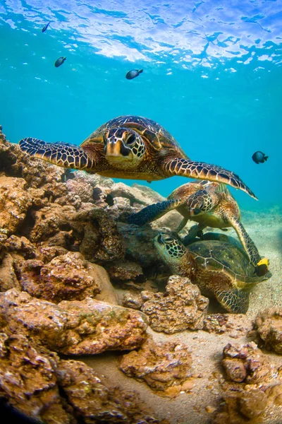 Cirkál Meleg Víz Hawaii Hawaii Zöld Tengeri Teknős — Stock Fotó