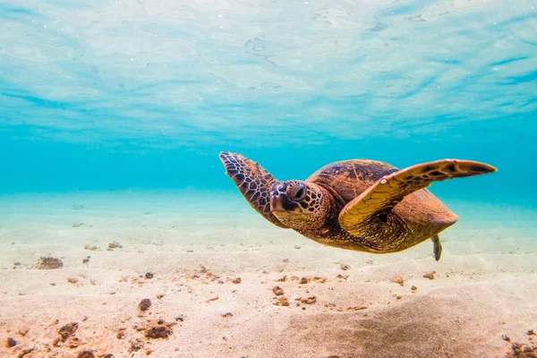 Гавайская Черепаха Теплых Водах Гавайев — стоковое фото