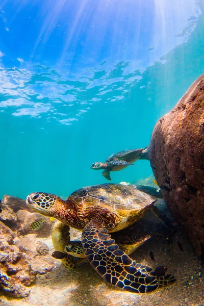 Hawaiian Green Sea Turtle Cruzeiro Nas Águas Quentes Havaí — Fotografia de Stock