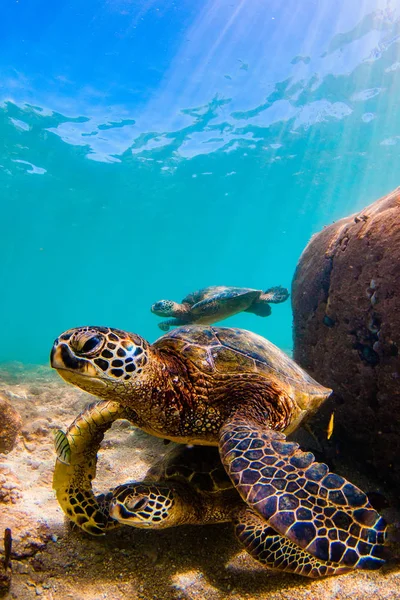 Гавайська Зелений Приморська Морська Черепаха Крейсерською Теплих Водах Гаваї — стокове фото