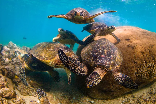 Hawaii Zöld Tengeri Teknős Cirkál Meleg Víz Csendes Óceán Hawaii — Stock Fotó