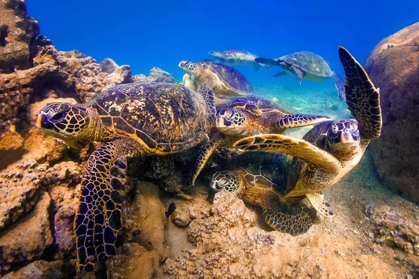 Hawái Tortuga Verde Del Mar Crucero Las Cálidas Aguas Del — Foto de Stock