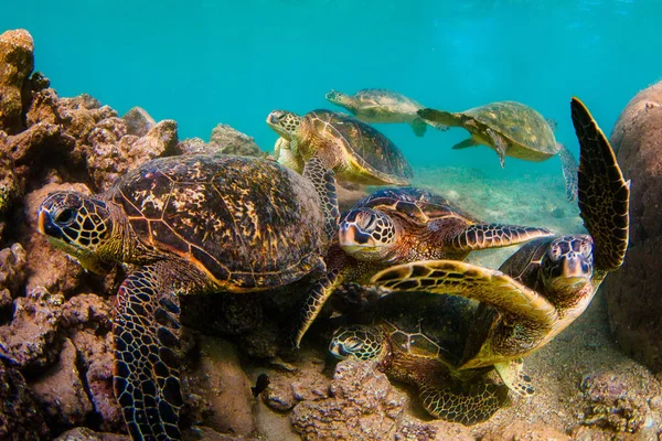 Hawaii Zöld Tengeri Teknős Cirkál Meleg Víz Csendes Óceán Hawaii — Stock Fotó