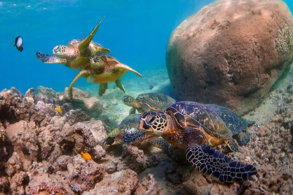 Гавайська Зелений Приморська Морська Черепаха Крейсерською Теплі Води Тихого Океану — стокове фото