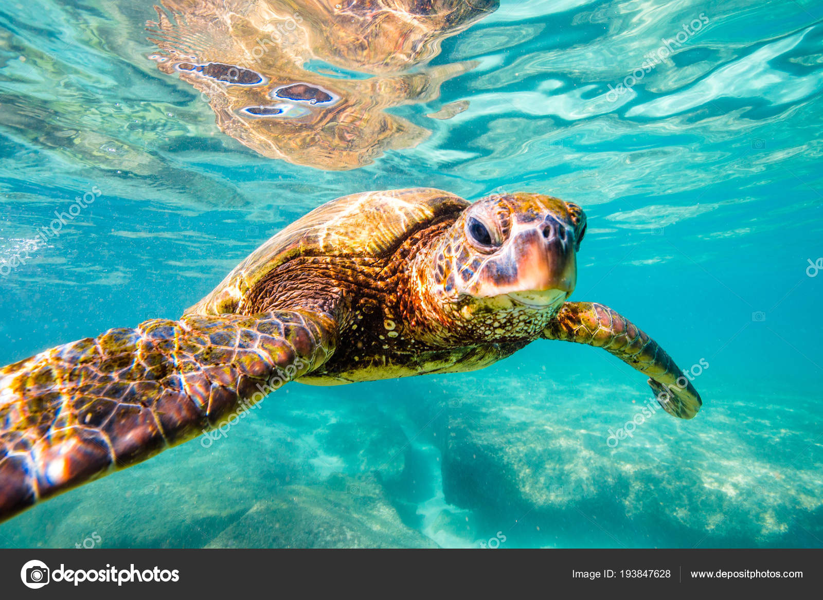 Hawaiian Green Sea Turtle Cruising Warm Waters Pacific Ocean Hawaii Stock Photo by ©shane