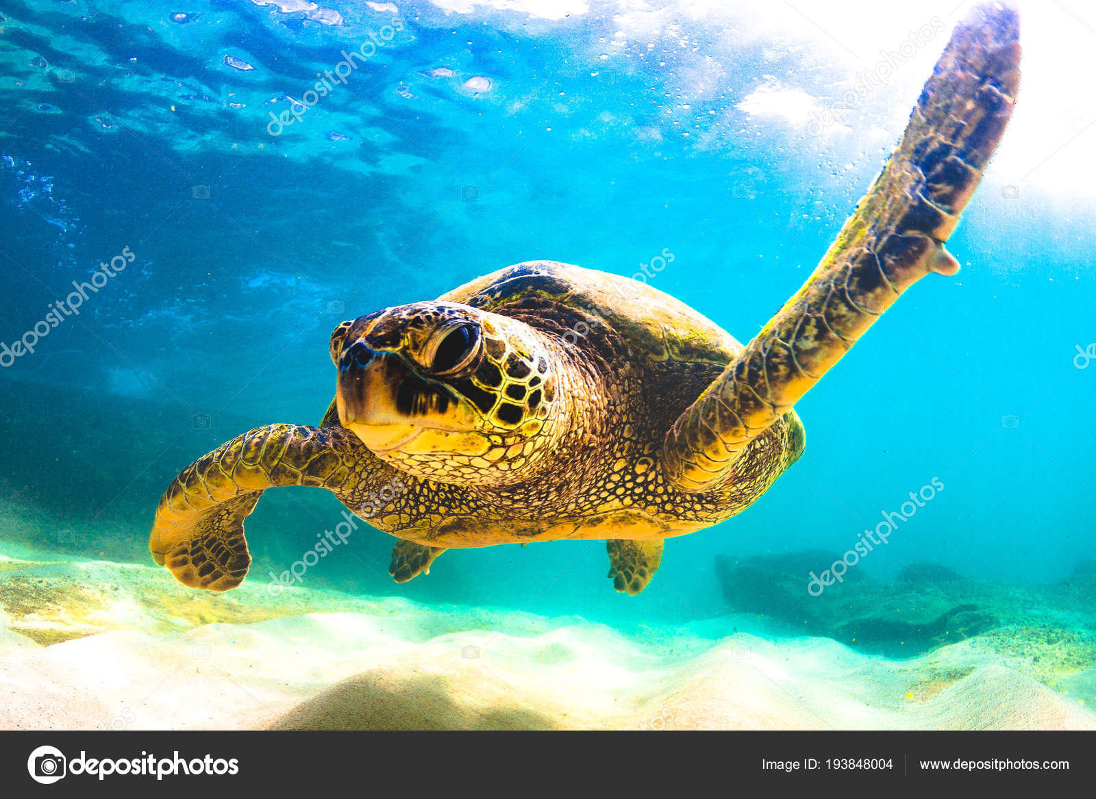 ポートフォリオ Shane Shanemyersphoto Com ストック写真 イラストとベクターアート Depositphotos