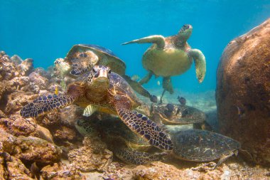 Hawaiian yeşil deniz kaplumbağası Hawaii Pasifik Okyanusu'nun sıcak sularında seyir