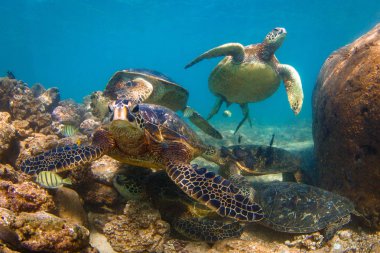 Hawaiian yeşil deniz kaplumbağası Hawaii Pasifik Okyanusu'nun sıcak sularında seyir