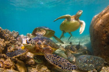 Hawaiian yeşil deniz kaplumbağası Hawaii Pasifik Okyanusu'nun sıcak sularında seyir