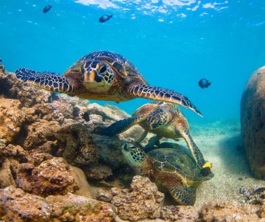 Hawaiian yeşil deniz kaplumbağası Hawaii Pasifik Okyanusu'nun sıcak sularında seyir