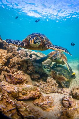 Hawaiian yeşil deniz kaplumbağası Hawaii Pasifik Okyanusu'nun sıcak sularında seyir