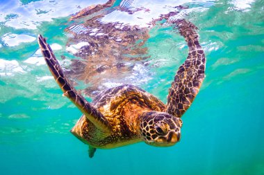 Hawaiian yeşil deniz kaplumbağası Hawaii Pasifik Okyanusu'nun sıcak sularında seyir