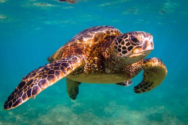 Hawaiian yeşil deniz kaplumbağası Hawaii Pasifik Okyanusu'nun sıcak sularında seyir
