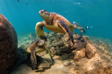 Hawaiian yeşil deniz kaplumbağası Hawaii Pasifik Okyanusu'nun sıcak sularında seyir