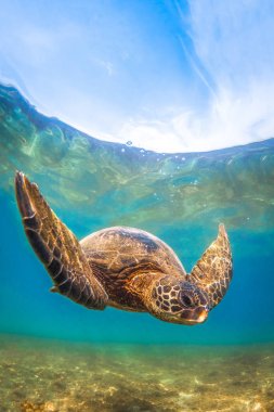 Hawaiian yeşil deniz kaplumbağası Hawaii Pasifik Okyanusu'nun sıcak sularında seyir
