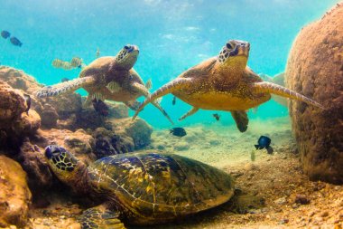 Hawaiian yeşil deniz kaplumbağası Hawaii Pasifik Okyanusu'nun sıcak sularında seyir