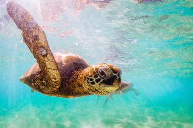 Hawaiian yeşil deniz kaplumbağası Hawaii Pasifik Okyanusu'nun sıcak sularında seyir