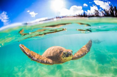 Hawaiian yeşil deniz kaplumbağası Hawaii Pasifik Okyanusu'nun sıcak sularında seyir