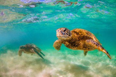 Hawaiian yeşil deniz kaplumbağası Hawaii Pasifik Okyanusu'nun sıcak sularında seyir