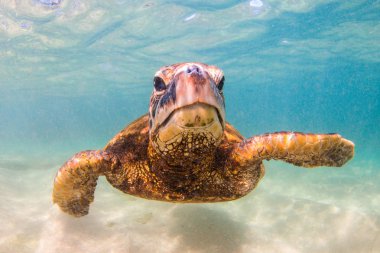 Hawaiian yeşil deniz kaplumbağası Hawaii Pasifik Okyanusu'nun sıcak sularında seyir