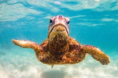 Hawaiian yeşil deniz kaplumbağası Hawaii Pasifik Okyanusu'nun sıcak sularında seyir