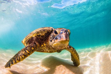 Hawaiian yeşil deniz kaplumbağası Hawaii Pasifik Okyanusu'nun sıcak sularında seyir
