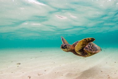 Hawaiian Green Sea Turtle cruising in the warm waters of the Pacific Ocean in Hawaii clipart