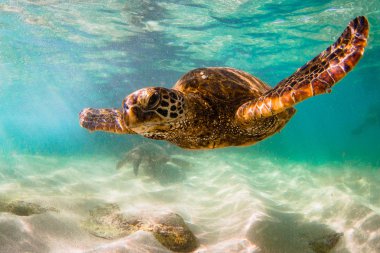 Hawaiian yeşil deniz kaplumbağası Hawaii Pasifik Okyanusu'nun sıcak sularında seyir
