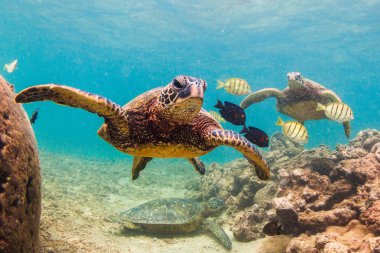 Hawaiian yeşil deniz kaplumbağası Hawaii Pasifik Okyanusu'nun sıcak sularında seyir