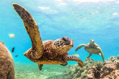 Hawaiian yeşil deniz kaplumbağası Hawaii Pasifik Okyanusu'nun sıcak sularında seyir