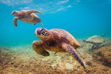 Hawaiian yeşil deniz kaplumbağası Hawaii Pasifik Okyanusu'nun sıcak sularında seyir