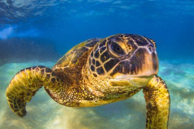 Hawaiian yeşil deniz kaplumbağası Hawaii Pasifik Okyanusu'nun sıcak sularında seyir