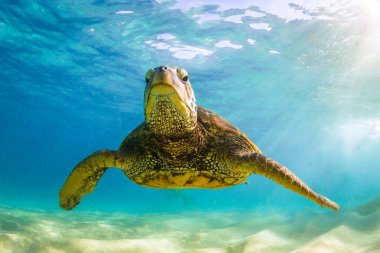 Hawaiian yeşil deniz kaplumbağası Hawaii Pasifik Okyanusu'nun sıcak sularında seyir