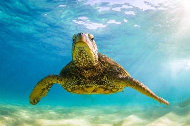 Hawaiian Green Sea Turtle cruising in the warm waters of the Pacific Ocean in Hawaii clipart
