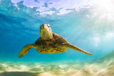 Hawaiian yeşil deniz kaplumbağası Hawaii Pasifik Okyanusu'nun sıcak sularında seyir